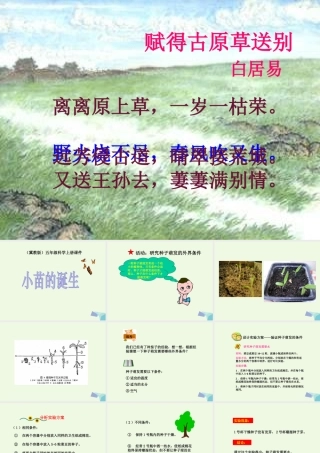 五年级科学上册 第1课 小苗的诞生课件1 冀教版-冀教版小学五年级上册自然科学课件