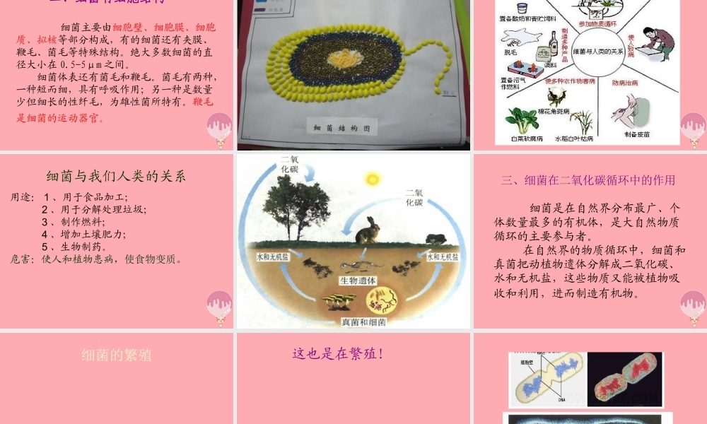 五年级科学上册 第2课 细菌课件1 青岛版-青岛版小学五年级上册自然科学课件