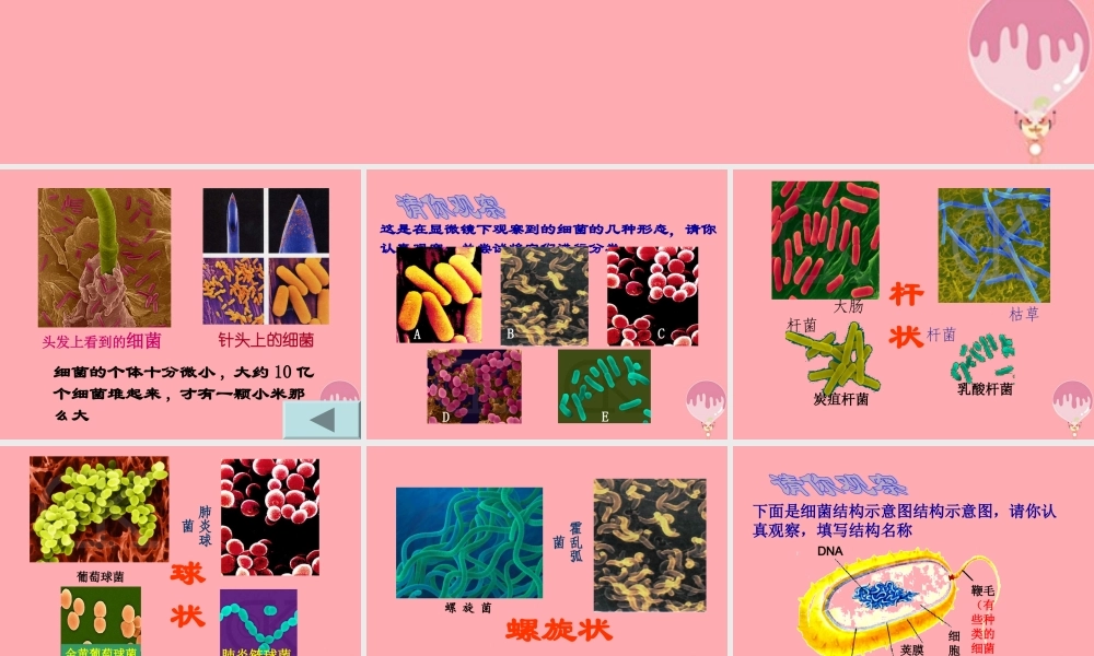 五年级科学上册 第2课 细菌课件2 青岛版-青岛版小学五年级上册自然科学课件