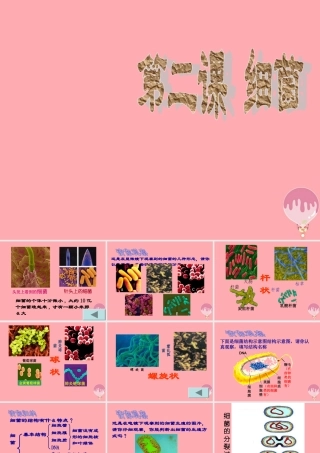 五年级科学上册 第2课 细菌课件2 青岛版-青岛版小学五年级上册自然科学课件