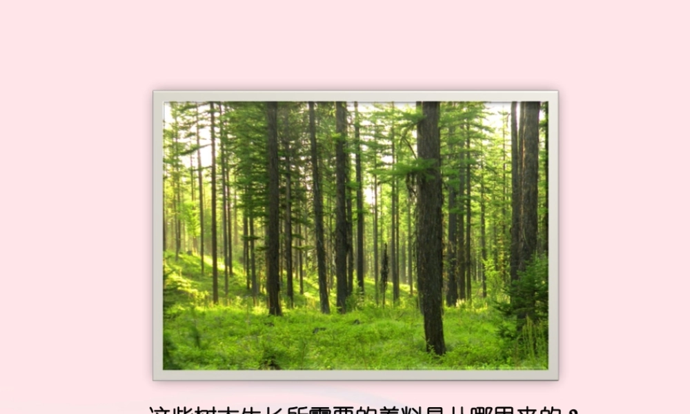 五年级科学上册 第2课《林中的树》课件（1） 鄂教版-鄂教版小学五年级上册自然科学课件