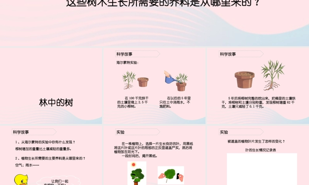 五年级科学上册 第2课《林中的树》课件（1） 鄂教版-鄂教版小学五年级上册自然科学课件