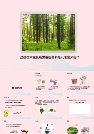 五年级科学上册 第2课《林中的树》课件（1） 鄂教版-鄂教版小学五年级上册自然科学课件