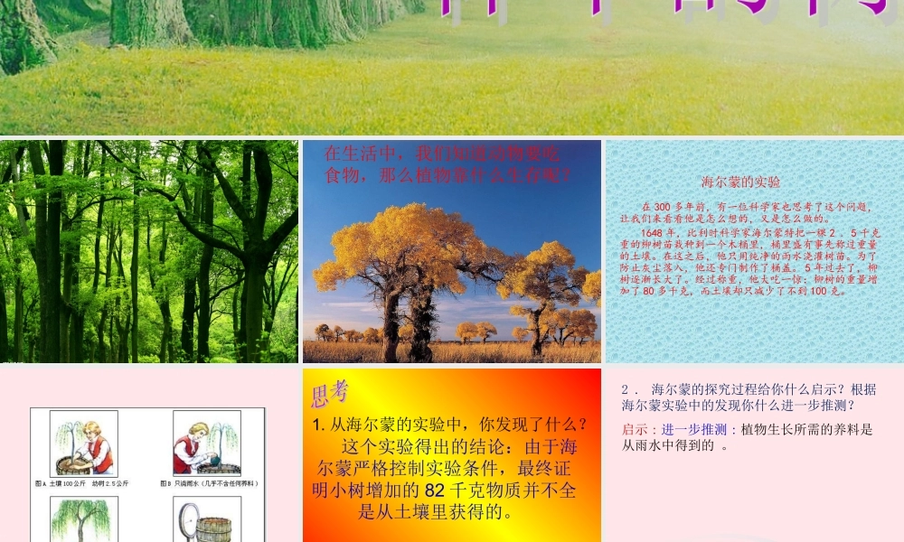 五年级科学上册 第2课《林中的树》课件（2） 鄂教版-鄂教版小学五年级上册自然科学课件