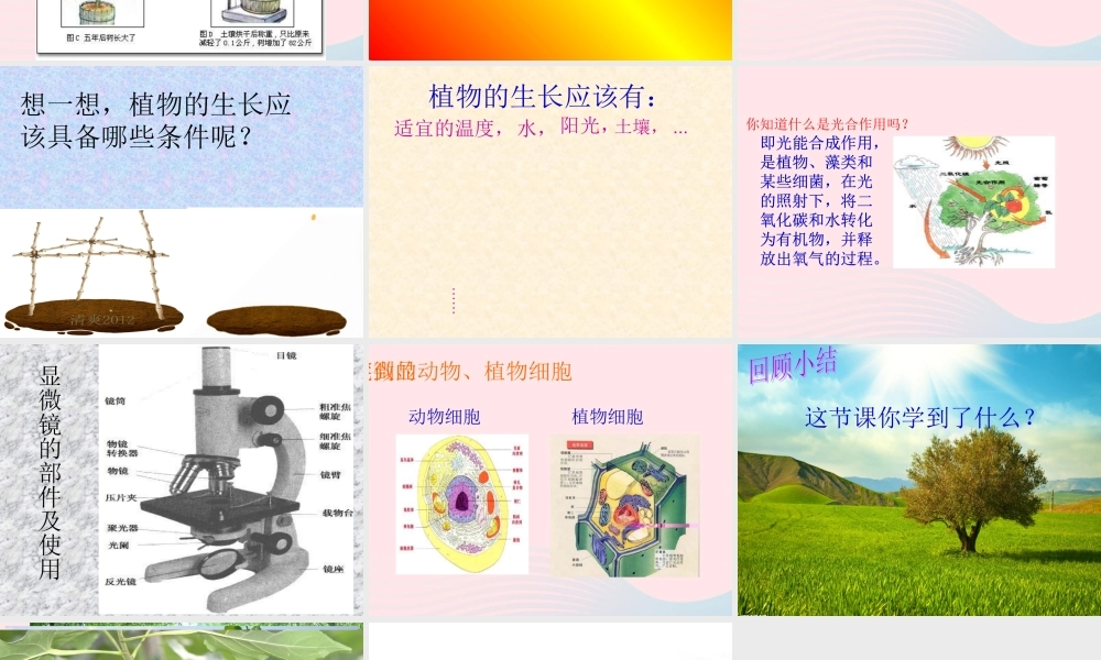 五年级科学上册 第2课《林中的树》课件（2） 鄂教版-鄂教版小学五年级上册自然科学课件