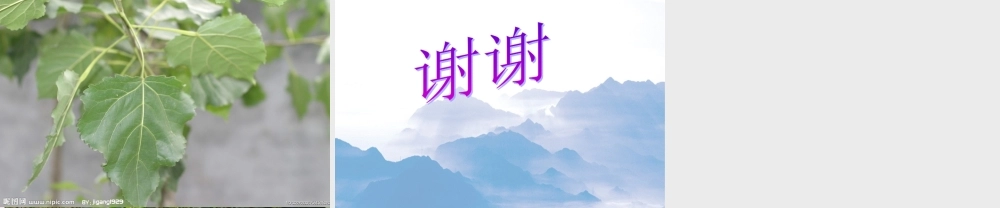 五年级科学上册 第2课《林中的树》课件（2） 鄂教版-鄂教版小学五年级上册自然科学课件