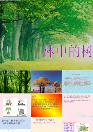 五年级科学上册 第2课《林中的树》课件（2） 鄂教版-鄂教版小学五年级上册自然科学课件
