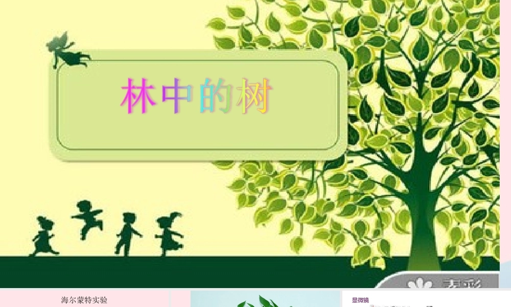五年级科学上册 第2课《林中的树》课件（3） 鄂教版-鄂教版小学五年级上册自然科学课件