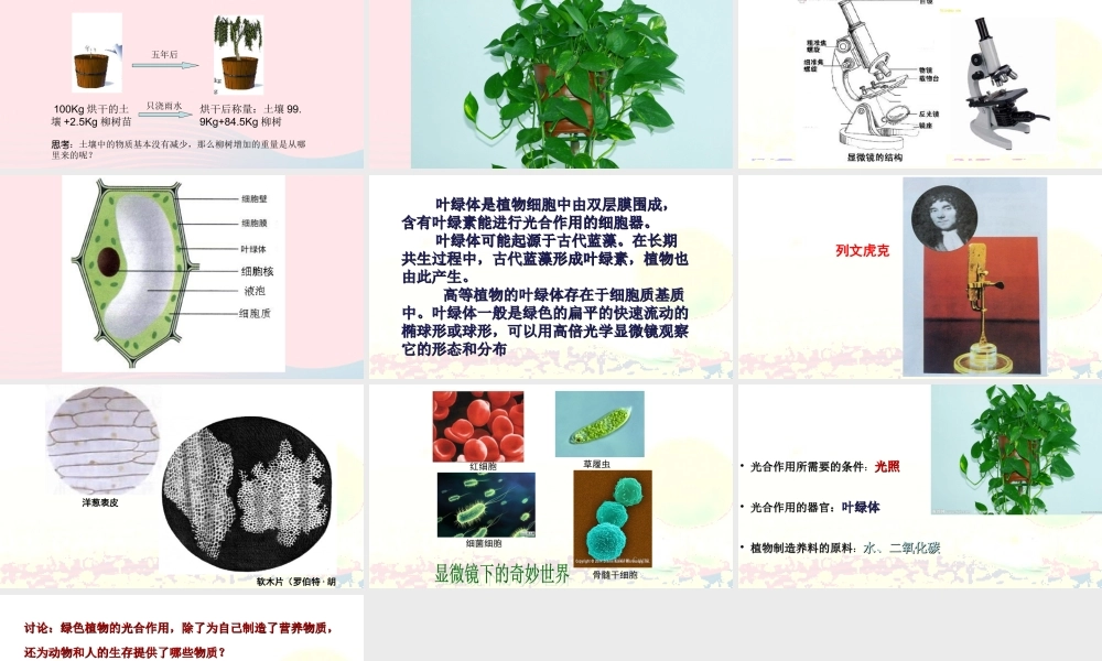 五年级科学上册 第2课《林中的树》课件（3） 鄂教版-鄂教版小学五年级上册自然科学课件