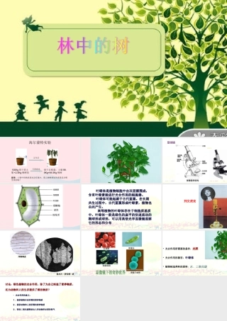 五年级科学上册 第2课《林中的树》课件（3） 鄂教版-鄂教版小学五年级上册自然科学课件