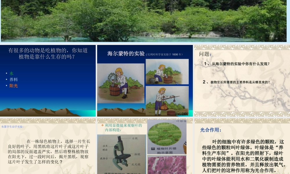 五年级科学上册 第2课《林中的树》课件（4） 鄂教版-鄂教版小学五年级上册自然科学课件