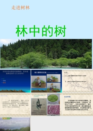 五年级科学上册 第2课《林中的树》课件（4） 鄂教版-鄂教版小学五年级上册自然科学课件