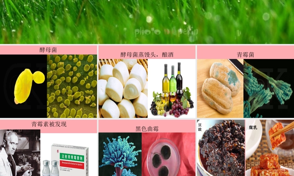 五年级科学上册 第3课 真菌课件1 青岛版-青岛版小学五年级上册自然科学课件