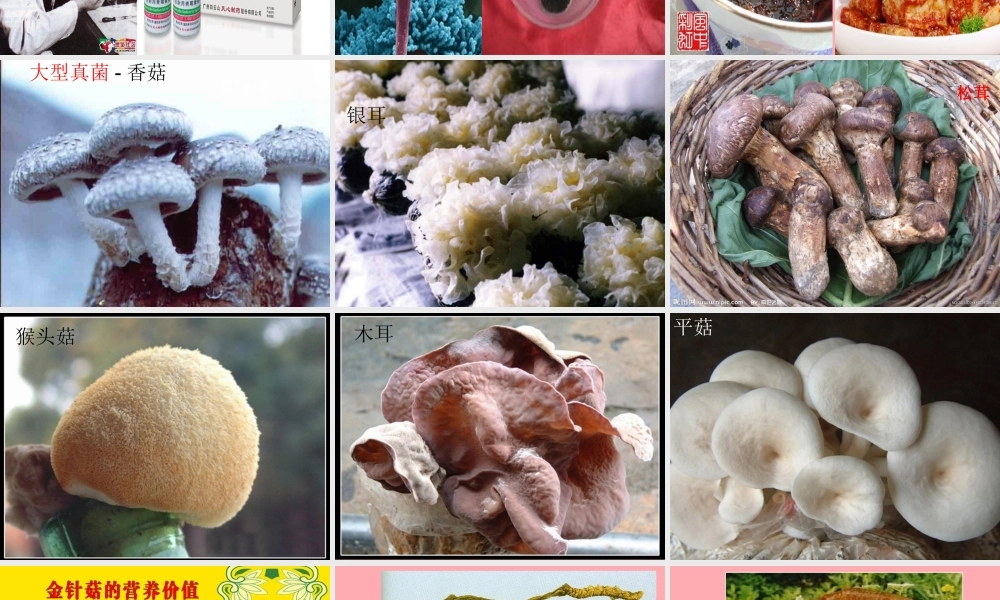 五年级科学上册 第3课 真菌课件1 青岛版-青岛版小学五年级上册自然科学课件