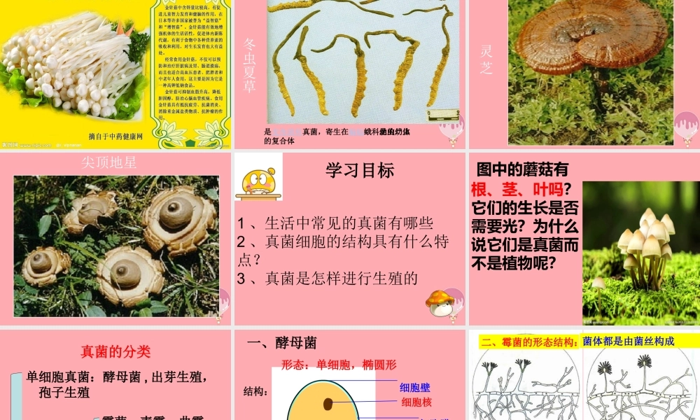 五年级科学上册 第3课 真菌课件1 青岛版-青岛版小学五年级上册自然科学课件