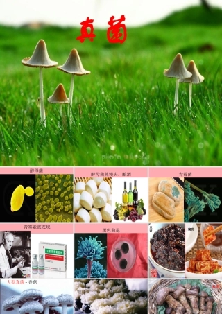 五年级科学上册 第3课 真菌课件1 青岛版-青岛版小学五年级上册自然科学课件