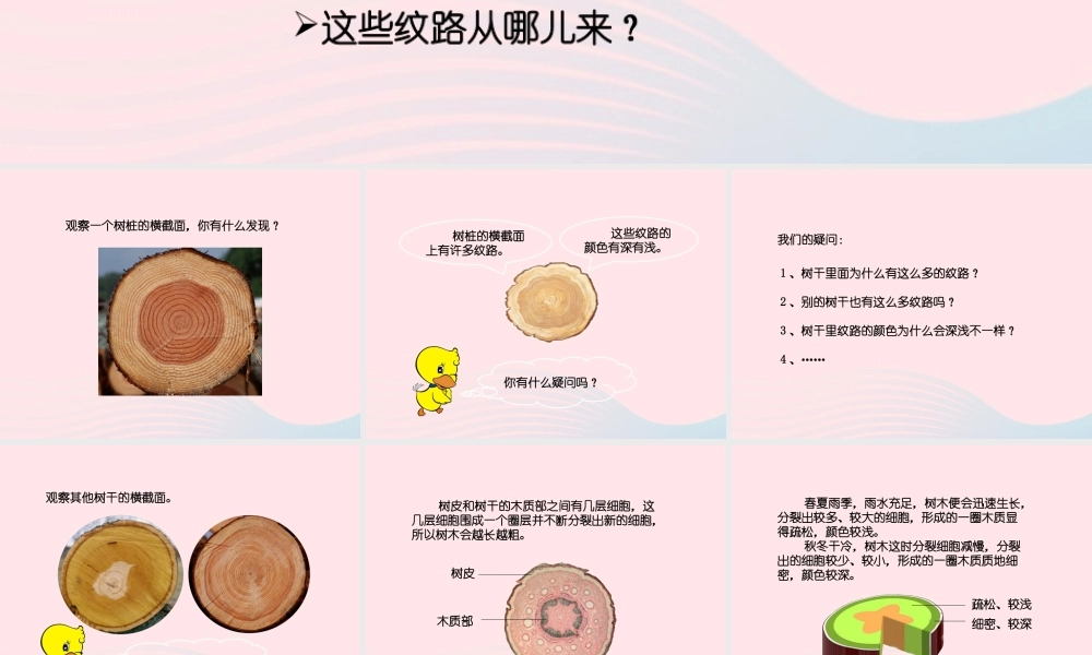 五年级科学上册 第3课《树木中的纹路》课件（1） 鄂教版-鄂教版小学五年级上册自然科学课件