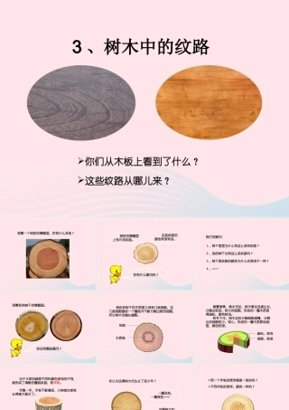 五年级科学上册 第3课《树木中的纹路》课件（1） 鄂教版-鄂教版小学五年级上册自然科学课件