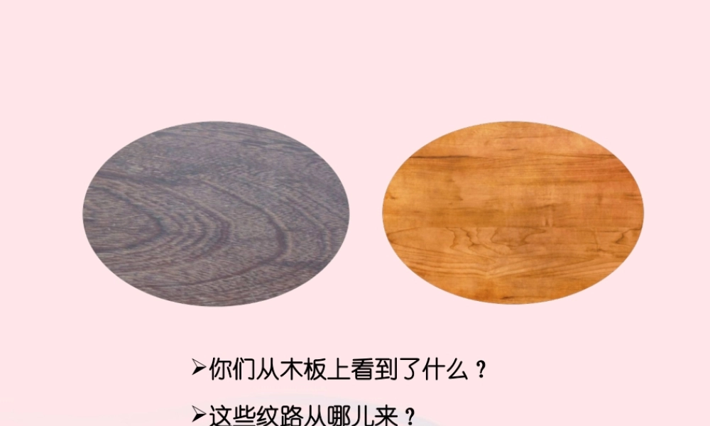 五年级科学上册 第3课《树木中的纹路》课件（2） 鄂教版-鄂教版小学五年级上册自然科学课件