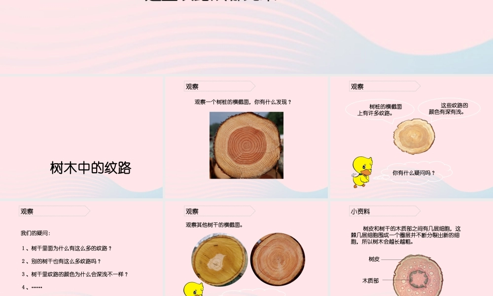 五年级科学上册 第3课《树木中的纹路》课件（2） 鄂教版-鄂教版小学五年级上册自然科学课件