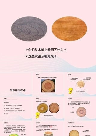 五年级科学上册 第3课《树木中的纹路》课件（2） 鄂教版-鄂教版小学五年级上册自然科学课件