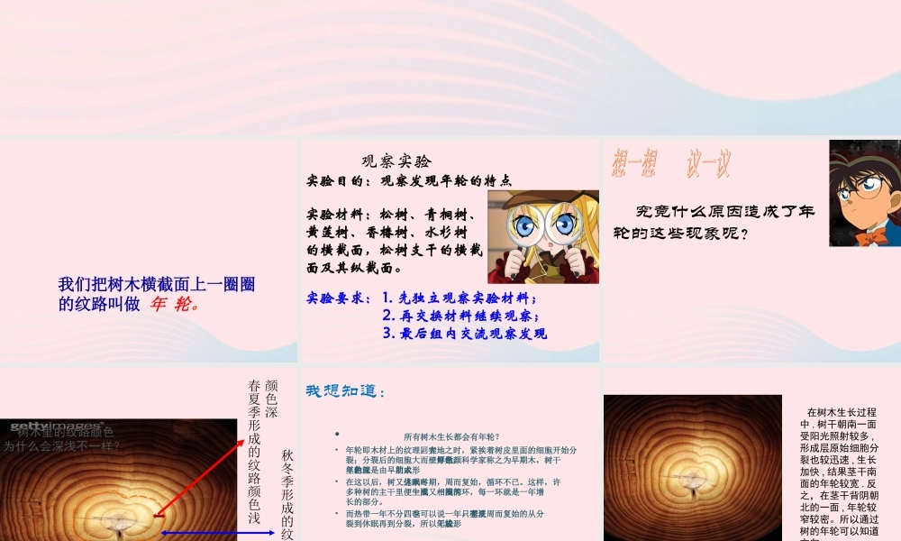 五年级科学上册 第3课《树木中的纹路》课件（3） 鄂教版-鄂教版小学五年级上册自然科学课件