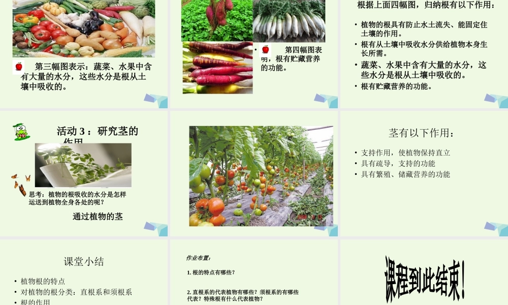 五年级科学上册 第4课 根和茎课件1 冀教版-冀教版小学五年级上册自然科学课件