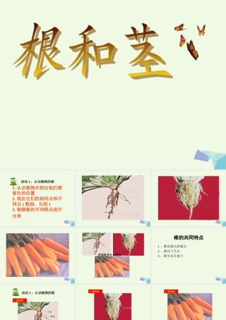 五年级科学上册 第4课 根和茎课件1 冀教版-冀教版小学五年级上册自然科学课件