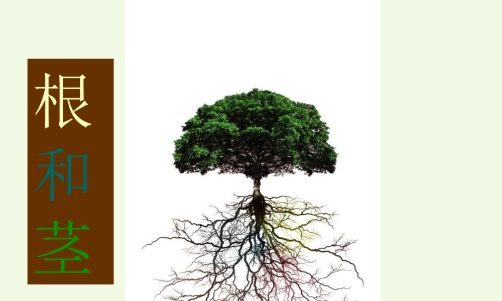 五年级科学上册 第4课 根和茎课件2 冀教版-冀教版小学五年级上册自然科学课件