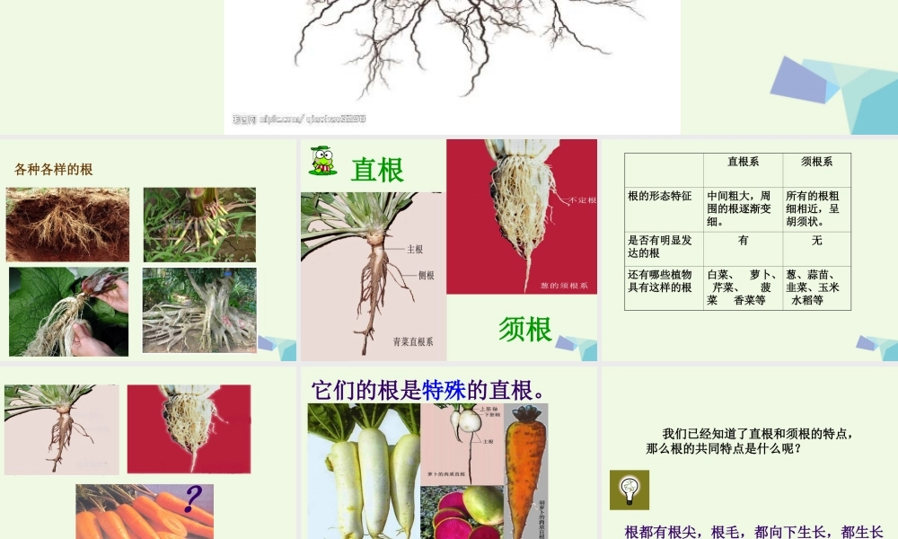 五年级科学上册 第4课 根和茎课件2 冀教版-冀教版小学五年级上册自然科学课件