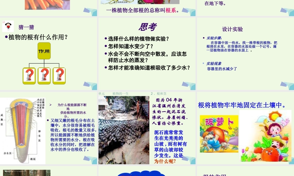 五年级科学上册 第4课 根和茎课件2 冀教版-冀教版小学五年级上册自然科学课件