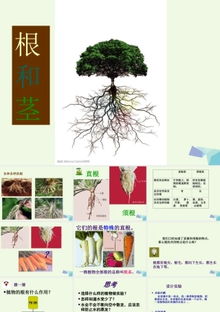 五年级科学上册 第4课 根和茎课件2 冀教版-冀教版小学五年级上册自然科学课件