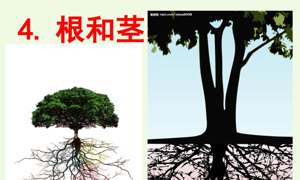 五年级科学上册 第4课 根和茎课件3 冀教版-冀教版小学五年级上册自然科学课件