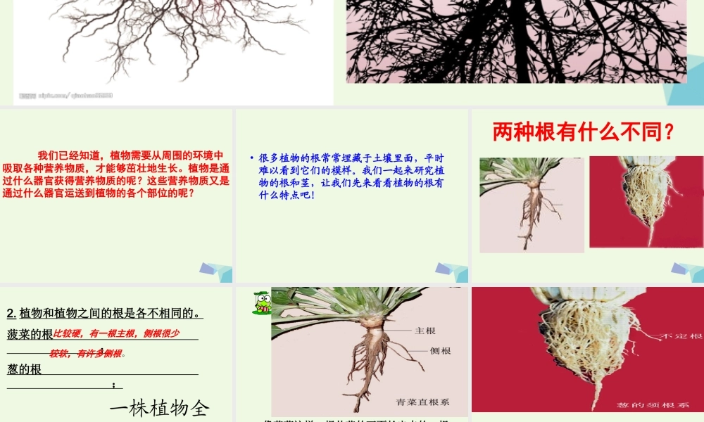 五年级科学上册 第4课 根和茎课件3 冀教版-冀教版小学五年级上册自然科学课件