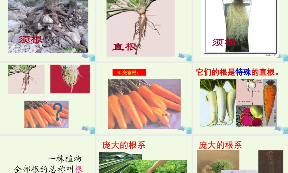五年级科学上册 第4课 根和茎课件3 冀教版-冀教版小学五年级上册自然科学课件