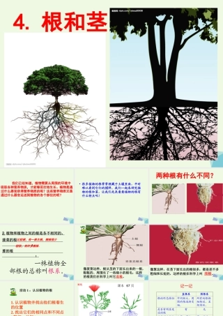 五年级科学上册 第4课 根和茎课件3 冀教版-冀教版小学五年级上册自然科学课件
