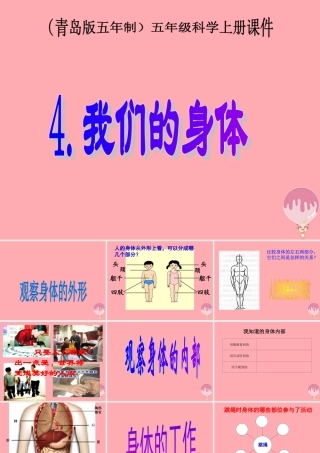 五年级科学上册 第4课 我们的身体课件2 青岛版-青岛版小学五年级上册自然科学课件