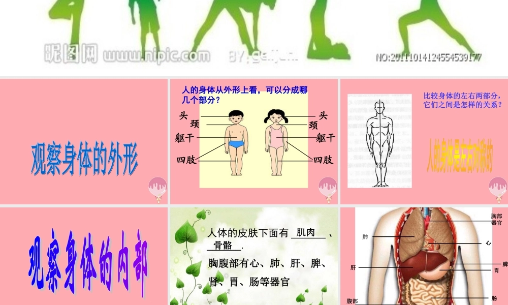 五年级科学上册 第4课 我们的身体课件3 青岛版-青岛版小学五年级上册自然科学课件