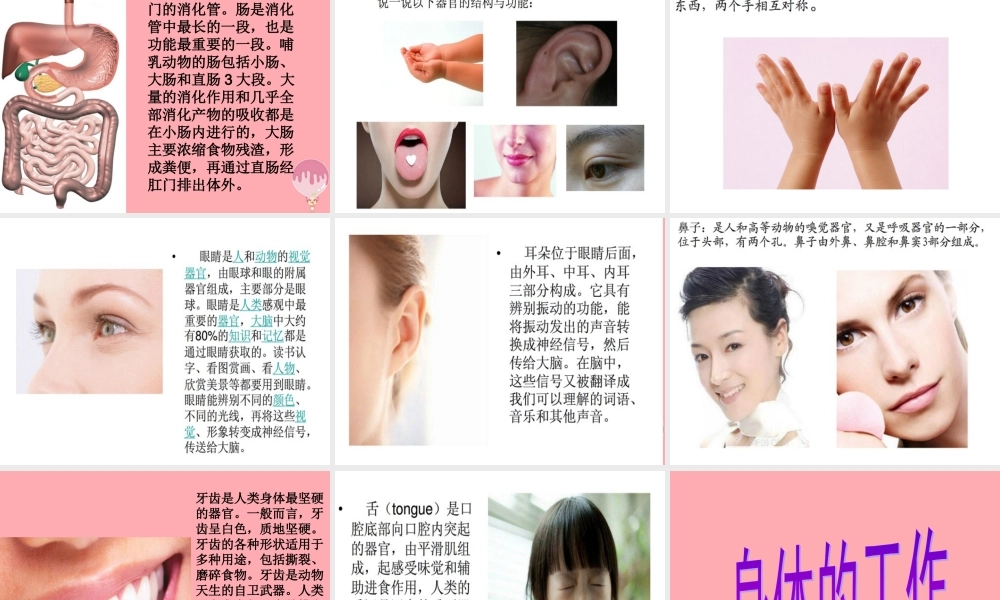 五年级科学上册 第4课 我们的身体课件3 青岛版-青岛版小学五年级上册自然科学课件