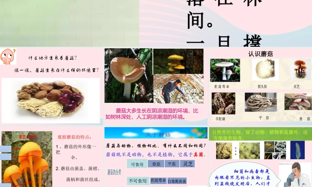 五年级科学上册 第4课《蘑菇》课件（1） 鄂教版-鄂教版小学五年级上册自然科学课件