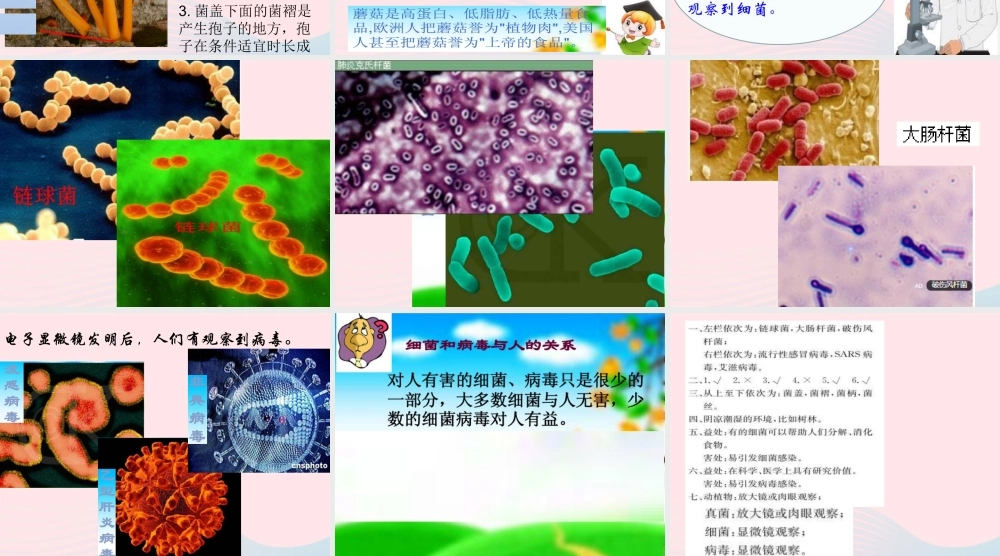 五年级科学上册 第4课《蘑菇》课件（1） 鄂教版-鄂教版小学五年级上册自然科学课件