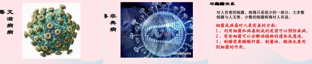 五年级科学上册 第4课《蘑菇》课件（3） 鄂教版-鄂教版小学五年级上册自然科学课件