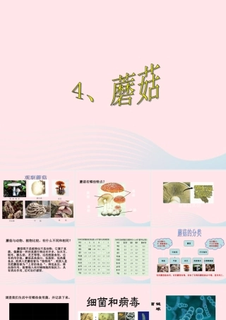 五年级科学上册 第4课《蘑菇》课件（3） 鄂教版-鄂教版小学五年级上册自然科学课件