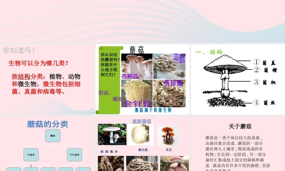 五年级科学上册 第4课《蘑菇》课件（4） 鄂教版-鄂教版小学五年级上册自然科学课件