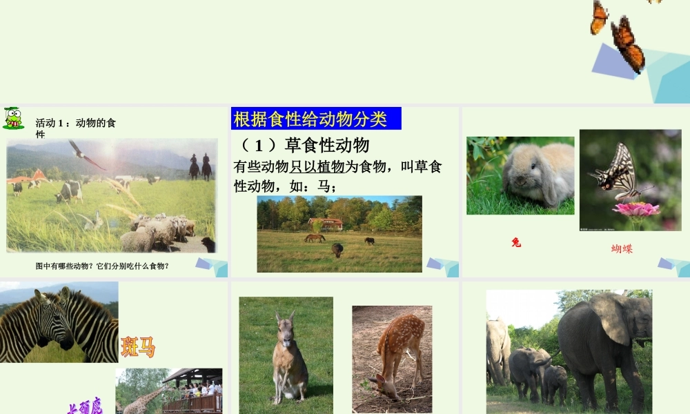五年级科学上册 第5课 动物的食物课件1 冀教版-冀教版小学五年级上册自然科学课件