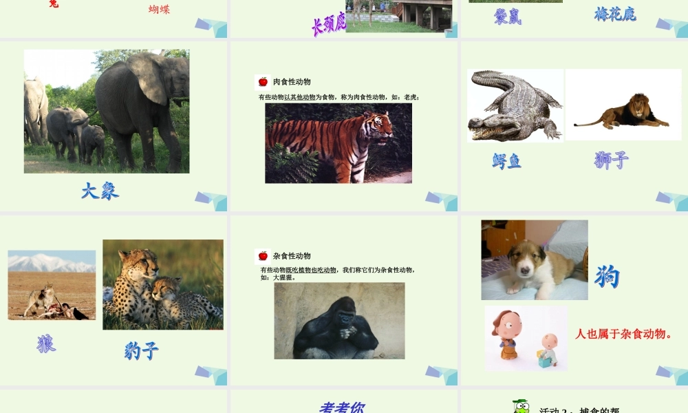 五年级科学上册 第5课 动物的食物课件3 冀教版-冀教版小学五年级上册自然科学课件