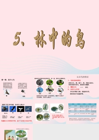 五年级科学上册 第5课《林中的鸟》课件（1） 鄂教版-鄂教版小学五年级上册自然科学课件