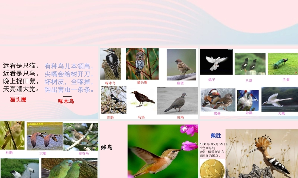 五年级科学上册 第5课《林中的鸟》课件（2） 鄂教版-鄂教版小学五年级上册自然科学课件