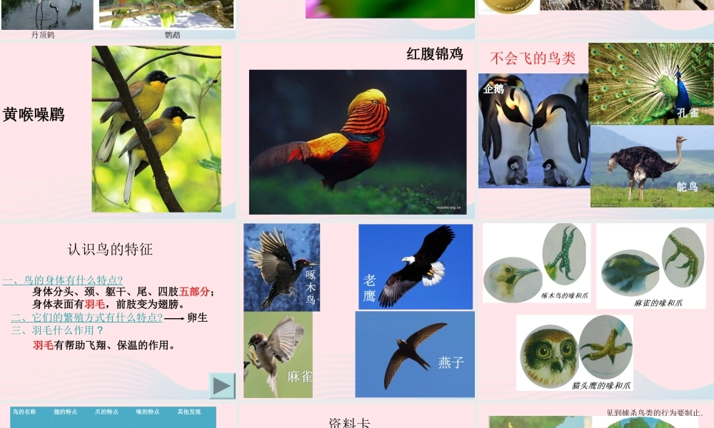 五年级科学上册 第5课《林中的鸟》课件（2） 鄂教版-鄂教版小学五年级上册自然科学课件