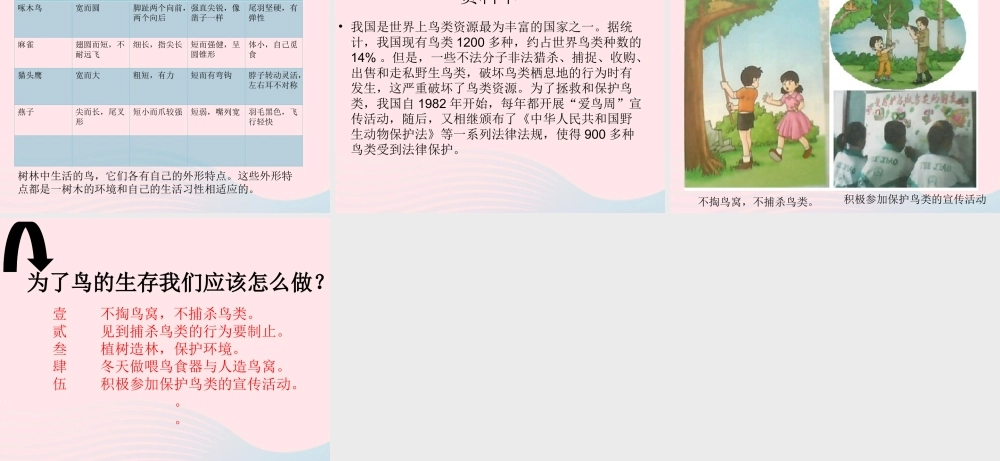 五年级科学上册 第5课《林中的鸟》课件（2） 鄂教版-鄂教版小学五年级上册自然科学课件